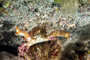 slides/_MG_7236_Edit.jpg Coral Sea Fans Rocks, Crab, Underwater _MG_7236_Edit