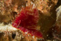 slides/_MG_7239.jpg Coral Sea Fans Rocks, Feather Duster Worm, Underwater _MG_7239