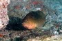 slides/_MG_7241_Edit.jpg Coral Sea Fans Rocks, Grouper, Underwater _MG_7241_Edit