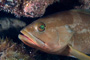 slides/_MG_7254_Edit.jpg Coral Sea Fans Rocks, Grouper, Underwater _MG_7254_Edit