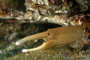 slides/_MG_7259_Edit.jpg Coral Sea Fans Rocks, Crab, Underwater _MG_7259_Edit