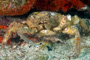 slides/_MG_7264_Edit.jpg Coral Sea Fans Rocks, Crab, Underwater _MG_7264_Edit