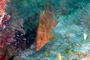 slides/_MG_7274_Edit.jpg Coral Sea Fans Rocks, Hogfish, Underwater _MG_7274_Edit