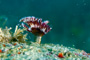 slides/_MG_7282_Edit.jpg Coral Sea Fans Rocks, Feather Duster Worm, Underwater _MG_7282_Edit