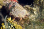 slides/_MG_7286_Edit.jpg Conch, Coral Sea Fans Rocks, Underwater _MG_7286_Edit