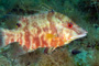 slides/_MG_7288_Edit.jpg Coral Sea Fans Rocks, Hogfish, Underwater _MG_7288_Edit