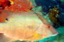 slides/_MG_7289_Edit.jpg Coral Sea Fans Rocks, Hogfish, Underwater _MG_7289_Edit