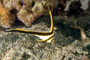 slides/_MG_7305_Edit.jpg Coral Sea Fans Rocks, Underwater, jackknife _MG_7305_Edit