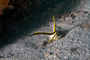 slides/_MG_7312_Edit.jpg Coral Sea Fans Rocks, Underwater, jackknife _MG_7312_Edit