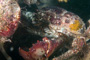 slides/_MG_7314_Edit.jpg Coral Sea Fans Rocks, Crab, Underwater _MG_7314_Edit