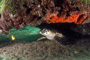 slides/_MG_7322_Edit.jpg Coral Sea Fans Rocks, Turtle, Underwater _MG_7322_Edit