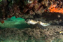 slides/_MG_7323_Edit.jpg Coral Sea Fans Rocks, Turtle, Underwater _MG_7323_Edit