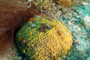 slides/_MG_7365_Edit.jpg Chrstmas Tree Worm, Coral Sea Fans Rocks, Underwater _MG_7365_Edit