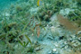 slides/_MG_7376_Edit.jpg Coral Sea Fans Rocks, Hogfish, Underwater _MG_7376_Edit