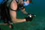 slides/_MG_7391_Edit.jpg Coral Sea Fans Rocks, Crab, Kyle, Underwater _MG_7391_Edit