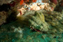 slides/_MG_7396_Edit.jpg Coral Sea Fans Rocks, Crab, Underwater _MG_7396_Edit