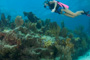 slides/_MG_7480.jpg Coral Sea Fans Rocks, Kellie, Underwater _MG_7480