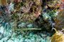 slides/_MG_7485_Edit.jpg Coral Sea Fans Rocks, Trumpetfish, Underwater _MG_7485_Edit