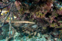 slides/_MG_7486_Edit.jpg Coral Sea Fans Rocks, Trumpetfish, Underwater _MG_7486_Edit