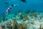 slides/_MG_7493_1.jpg Coral Sea Fans Rocks, Kellie, Kyle, Paul, Turtle, Underwater _MG_7493_1