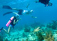 slides/_MG_7493_Edit.jpg Coral Sea Fans Rocks, Kellie, Kyle, Paul, Turtle, Underwater _MG_7493_Edit