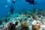 slides/_MG_7494_Edit.jpg Coral Sea Fans Rocks, Kellie, Kyle, Turtle, Underwater _MG_7494_Edit