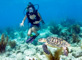 slides/_MG_7495_Edit.jpg Coral Sea Fans Rocks, Kellie, Turtle, Underwater _MG_7495_Edit