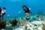 slides/_MG_7496_Edit.jpg Brandon, Kellie, Turtle, Underwater _MG_7496_Edit