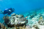 slides/_MG_7499_Edit.jpg Coral Sea Fans Rocks, Erik, Turtle, Underwater _MG_7499_Edit