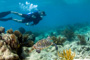 slides/_MG_7500_Edit.jpg Coral Sea Fans Rocks, Erik, Turtle, Underwater _MG_7500_Edit