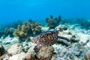 slides/_MG_7503_Edit.jpg Coral Sea Fans Rocks, Turtle, Underwater _MG_7503_Edit