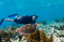 slides/_MG_7505_Edit.jpg Coral Sea Fans Rocks, Kyle, Turtle, Underwater _MG_7505_Edit