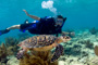 slides/_MG_7506_Edit.jpg Coral Sea Fans Rocks, Kyle, Turtle, Underwater _MG_7506_Edit