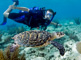 slides/_MG_7507_Edit.jpg Coral Sea Fans Rocks, Kyle, Turtle, Underwater _MG_7507_Edit