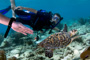 slides/_MG_7508_Edit.jpg Coral Sea Fans Rocks, Kyle, Turtle, Underwater _MG_7508_Edit