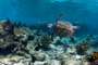 slides/_MG_7510_Edit.jpg Coral Sea Fans Rocks, Turtle, Underwater _MG_7510_Edit