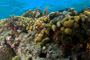 slides/_MG_7518_Edit.jpg Coral Sea Fans Rocks, Underwater _MG_7518_Edit