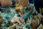 slides/_MG_7535_Edit.jpg Coral Sea Fans Rocks, Parrotfish, Underwater _MG_7535_Edit