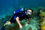 slides/_MG_7536_Edit.jpg Coral Sea Fans Rocks, Kyle, Underwater _MG_7536_Edit