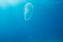 slides/_MG_7543.jpg Coral Sea Fans Rocks, Jellyfish, Underwater _MG_7543