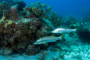 slides/_MG_7557_Edit.jpg Coral Sea Fans Rocks, Snook, Underwater _MG_7557_Edit