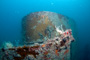 slides/_MG_7708_Edit.jpg Coral Sea Fans Rocks, Underwater _MG_7708_Edit