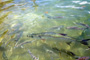 slides/_MG_7843_Edit.jpg Tarpon, Underwater _MG_7843_Edit