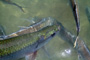 slides/_MG_7854_Edit.jpg Tarpon, Underwater _MG_7854_Edit