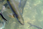 slides/_MG_7859_Edit.jpg Tarpon, Underwater _MG_7859_Edit