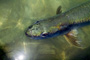 slides/_MG_7862_Edit.jpg Tarpon, Underwater _MG_7862_Edit