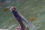 slides/_MG_7885.jpg Pelican _MG_7885