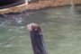 slides/_MG_7887.jpg Pelican _MG_7887