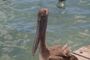 slides/_MG_7890.jpg Pelican _MG_7890