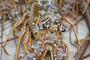 slides/_MG_7967.jpg Catch, Lobster, Underwater _MG_7967